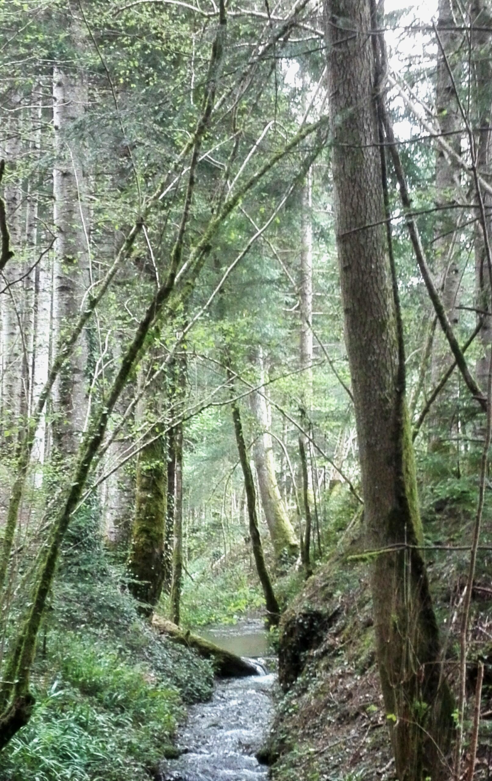 fougax_woods